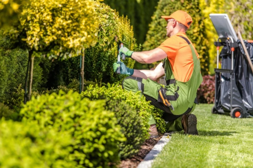 Imagem ilustrativa de Serviço De Jardinagem E Conservação
